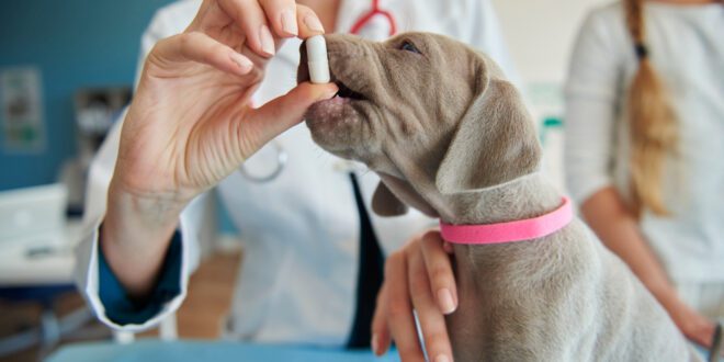 Antibiótico nas diarreias agudas em cães e gatos: vilão ou mocinho? – Portal Cães e Gatos