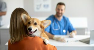 Prevenção ainda é a melhor forma de combater os tumores de mama em cadelas e gatas – Portal Cães e Gatos