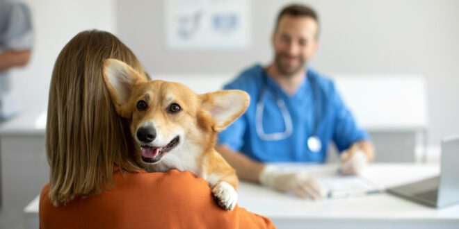 Prevenção ainda é a melhor forma de combater os tumores de mama em cadelas e gatas – Portal Cães e Gatos