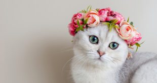 Primavera aumenta o risco de alergias nos gatos – Portal Cães e Gatos