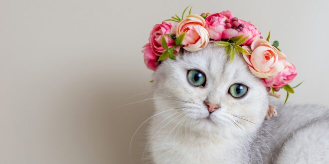 Primavera aumenta o risco de alergias nos gatos – Portal Cães e Gatos