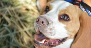 Conheça o Dexter, o cão que integra o Projeto K9 a auxilia em investigações criminais – Portal Cães e