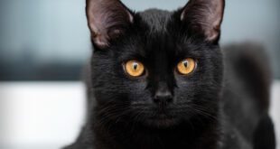 Halloween e gatos pretos: por que é preciso se preocupar com esses animais? – Portal Cães e Gatos