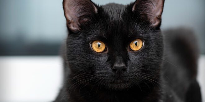 Halloween e gatos pretos: por que é preciso se preocupar com esses animais? – Portal Cães e Gatos