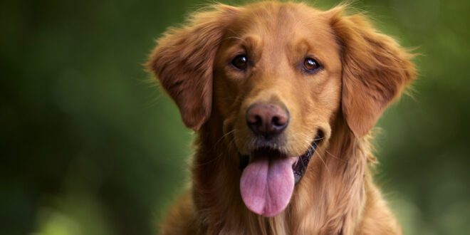 Saúde animal se reinventa e oferece oportunidade de mercado no Brasil – Portal Cães e Gatos