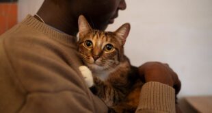 Perda de um pet pode ser sentida de diferentes maneiras – Portal Cães e Gatos