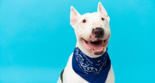 Campanha Novembro Azul alerta para o câncer de próstata em pets – Portal Cães e Gatos