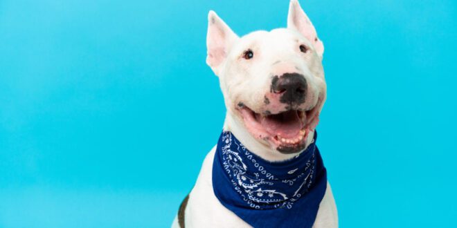 Campanha Novembro Azul alerta para o câncer de próstata em pets – Portal Cães e Gatos