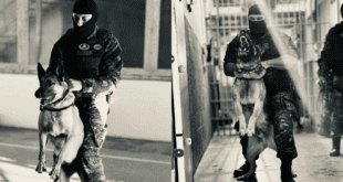 Cães da Polícia Penal reforçam operações e contribuem para a segurança pública no Espírito Santo