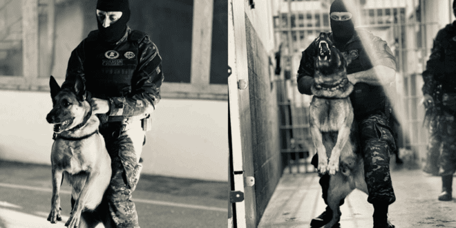 Cães da Polícia Penal reforçam operações e contribuem para a segurança pública no Espírito Santo