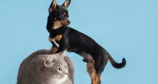 Raio-X do Lúpus em cães e gatos – Portal Cães e Gatos