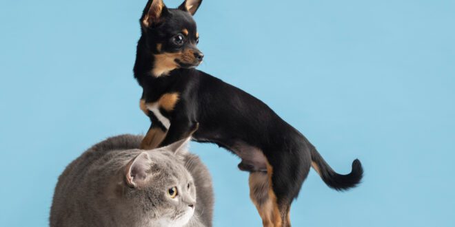 Raio-X do Lúpus em cães e gatos – Portal Cães e Gatos