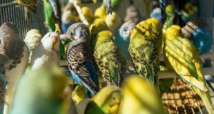 Pensando em ter uma ave como pet? Saiba quais cuidados são essenciais – Portal Cães e Gatos