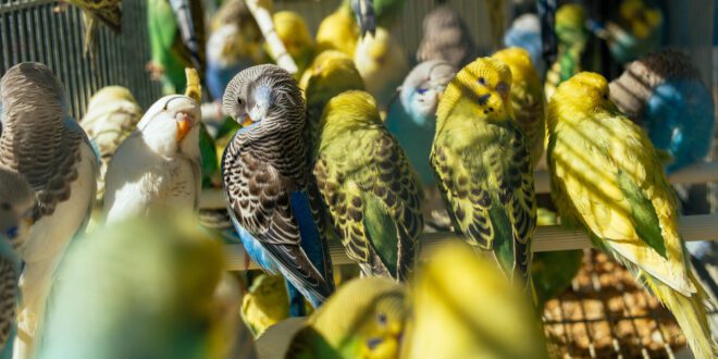 Pensando em ter uma ave como pet? Saiba quais cuidados são essenciais – Portal Cães e Gatos