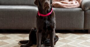 Por que os cães esfregam o bumbum no chão? Entenda quando é normal – Portal Cães e Gatos