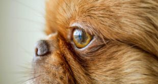 Melanose de íris de pets: como saber se a pigmentação é benigna ou alerta para doença – Portal Cães e