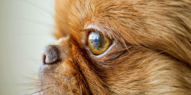 Melanose de íris de pets: como saber se a pigmentação é benigna ou alerta para doença – Portal Cães e