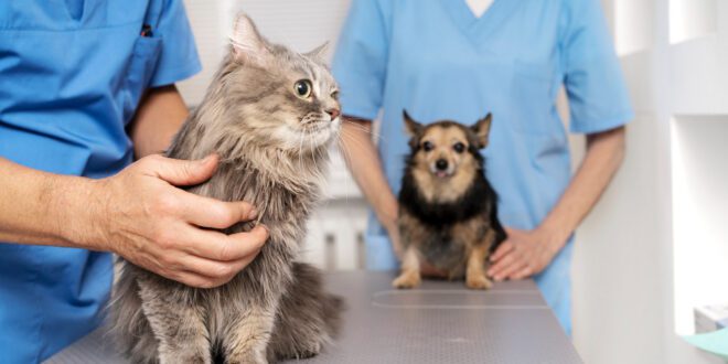 Bióticos na Medicina Veterinária: o que são e qual a importância para cães e gatos – Portal Cães e Gatos