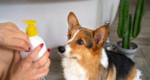 Protetor solar é essencial para a saúde da pele de cães e gatos – Portal Cães e Gatos