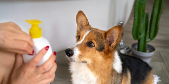 Protetor solar é essencial para a saúde da pele de cães e gatos – Portal Cães e Gatos