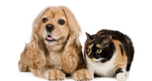 Hipotireoidismo e Hiperadrenocorticismo: como diferenciar as doenças hormonais em pets? – Portal Cães