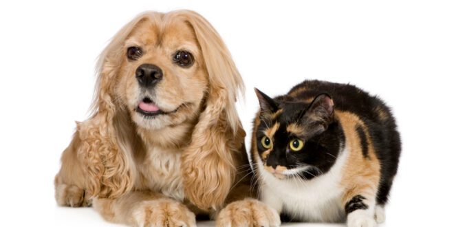 Hipotireoidismo e Hiperadrenocorticismo: como diferenciar as doenças hormonais em pets? – Portal Cães