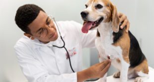 Coronavírus Canino e Parvovirose: quando a diarreia pode indicar doenças diferentes – Portal Cães e