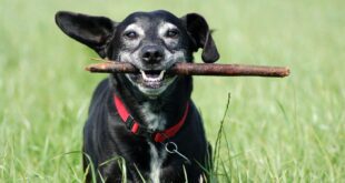 Estendendo uma vida saudável: entenda como aumentar a longevidade dos pets – Portal Cães e Gatos