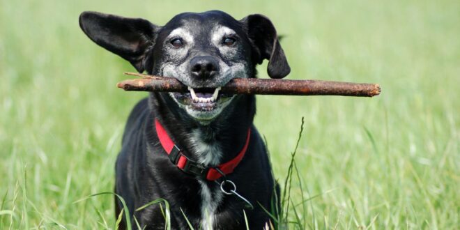 Estendendo uma vida saudável: entenda como aumentar a longevidade dos pets – Portal Cães e Gatos