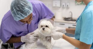 Calcinose cutânea: como reconhecer, diagnosticar e manejar os casos na rotina clínica – Portal Cães e