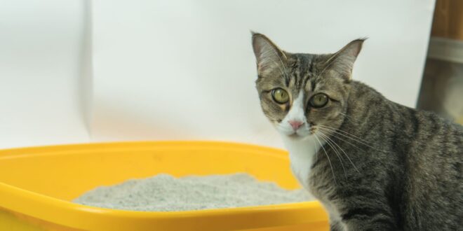 Por que é tão comum que gatos tenham problemas urinários? – Portal Cães e Gatos