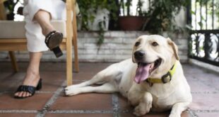 Como manter os pets confortáveis e saudáveis nos dias quentes? – Portal Cães e Gatos