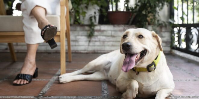 Como manter os pets confortáveis e saudáveis nos dias quentes? – Portal Cães e Gatos