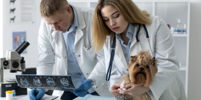 Tomografia e ressonância: quando cada exame oferece o melhor diagnóstico – Portal Cães e Gatos