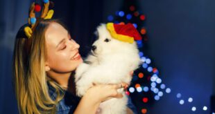 Como manter cães e gatos protegidos durante as festas de fim de ano – Portal Cães e Gatos