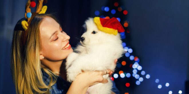 Como manter cães e gatos protegidos durante as festas de fim de ano – Portal Cães e Gatos