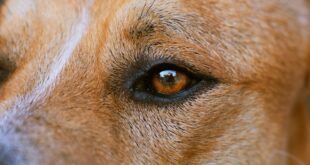 Olho Seco em Cães: quando alterações discretas podem esconder uma doença inflamatória importante –