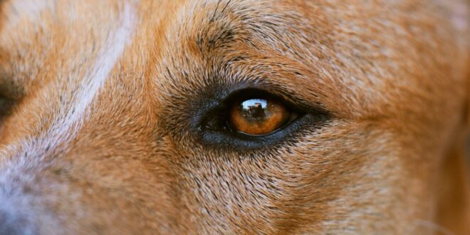 Olho Seco em Cães: quando alterações discretas podem esconder uma doença inflamatória importante –