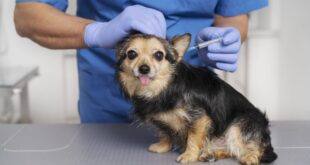 Reações pós-vacinais mais comuns em pets – Portal Cães e Gatos