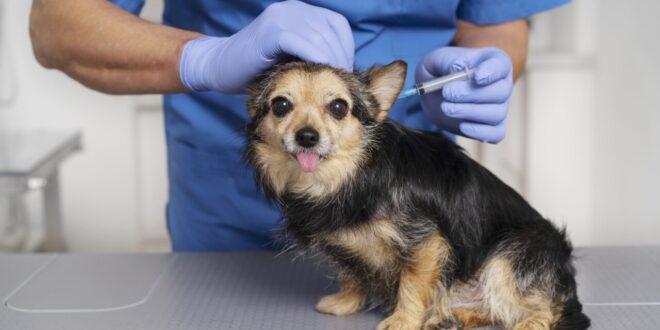 Reações pós-vacinais mais comuns em pets – Portal Cães e Gatos