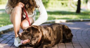 Doenças de verão: como proteger cães e gatos dos riscos mais comuns da estação – Portal Cães e Gatos