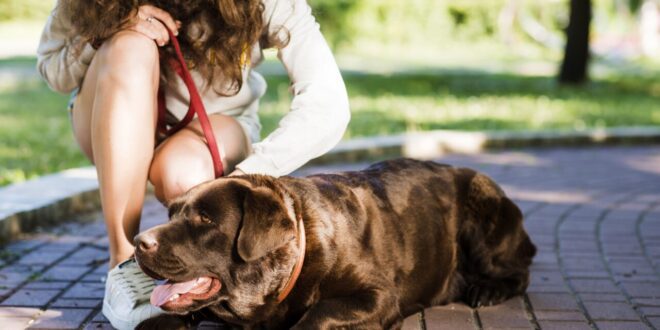 Doenças de verão: como proteger cães e gatos dos riscos mais comuns da estação – Portal Cães e Gatos