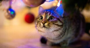 Fogos de artifício afetam apenas cães? Entenda os impactos em diferentes animais – Portal Cães e Gatos