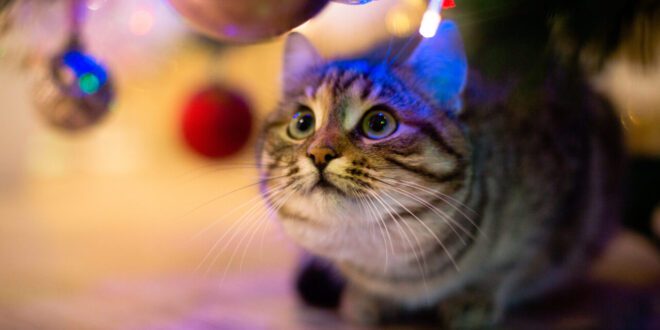 Fogos de artifício afetam apenas cães? Entenda os impactos em diferentes animais – Portal Cães e Gatos