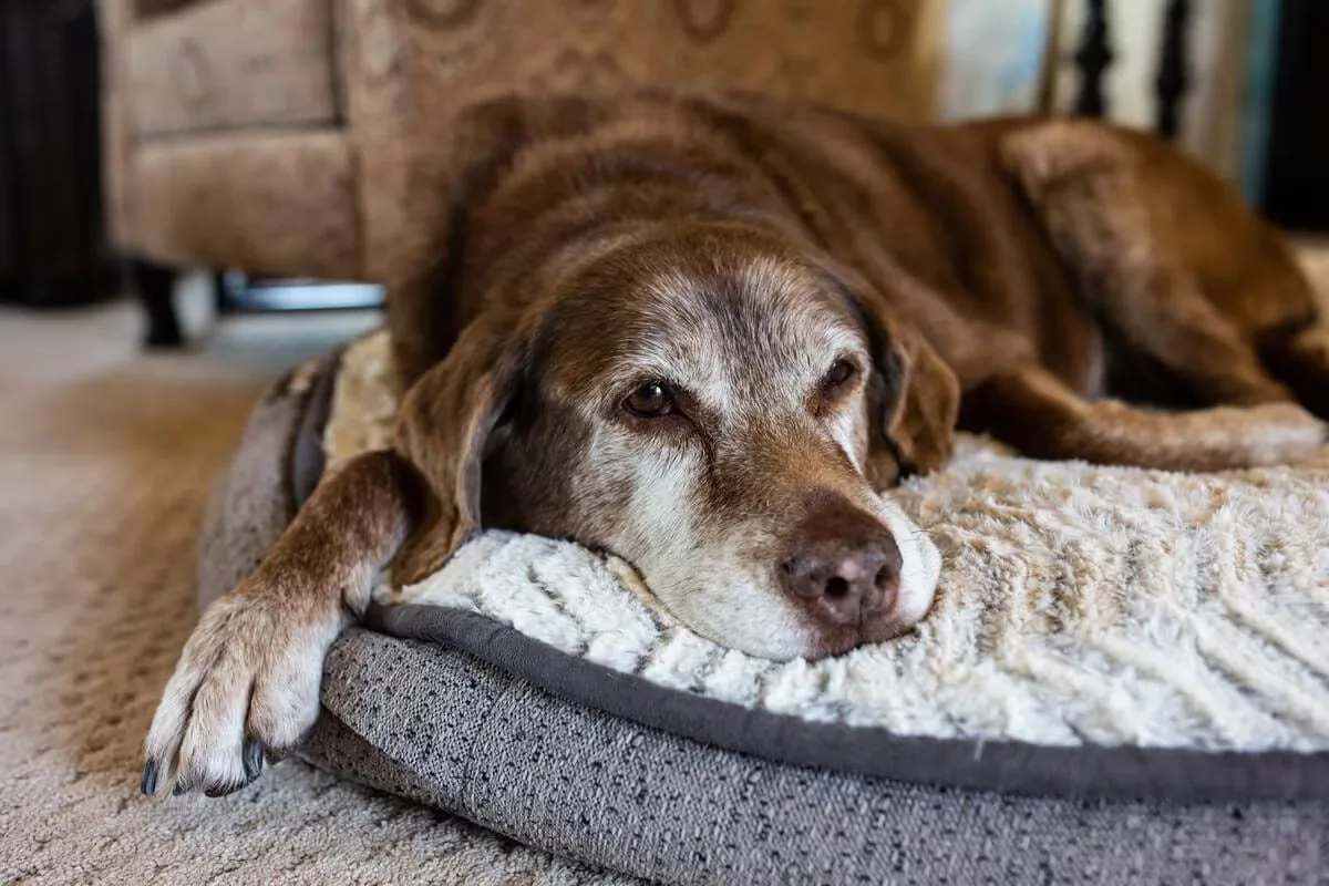 Demência canina é mais comum do que parece: veja os sinais de alerta – Portal Cães e Gatos