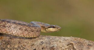 Veterinários e biólogos juntos no resgate e afugentamento de fauna – Portal Cães e Gatos