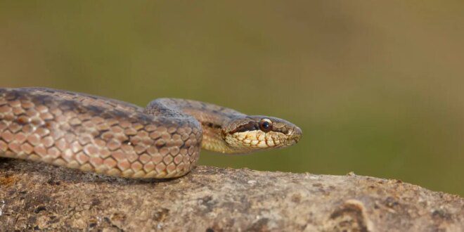 Veterinários e biólogos juntos no resgate e afugentamento de fauna – Portal Cães e Gatos