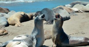 Fake news: estudos revelam que animais também espalham desinformação – Portal Cães e Gatos