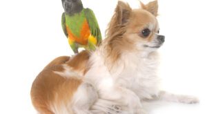 Quais são os pets mais comuns do Brasil? – Portal Cães e Gatos