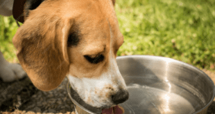 Calor intenso exige atenção redobrada à alimentação e à hidratação dos pets – Portal Cães e Gatos